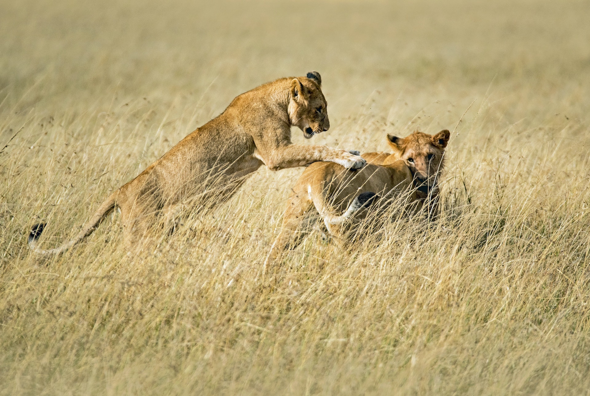 lions serengeti safari