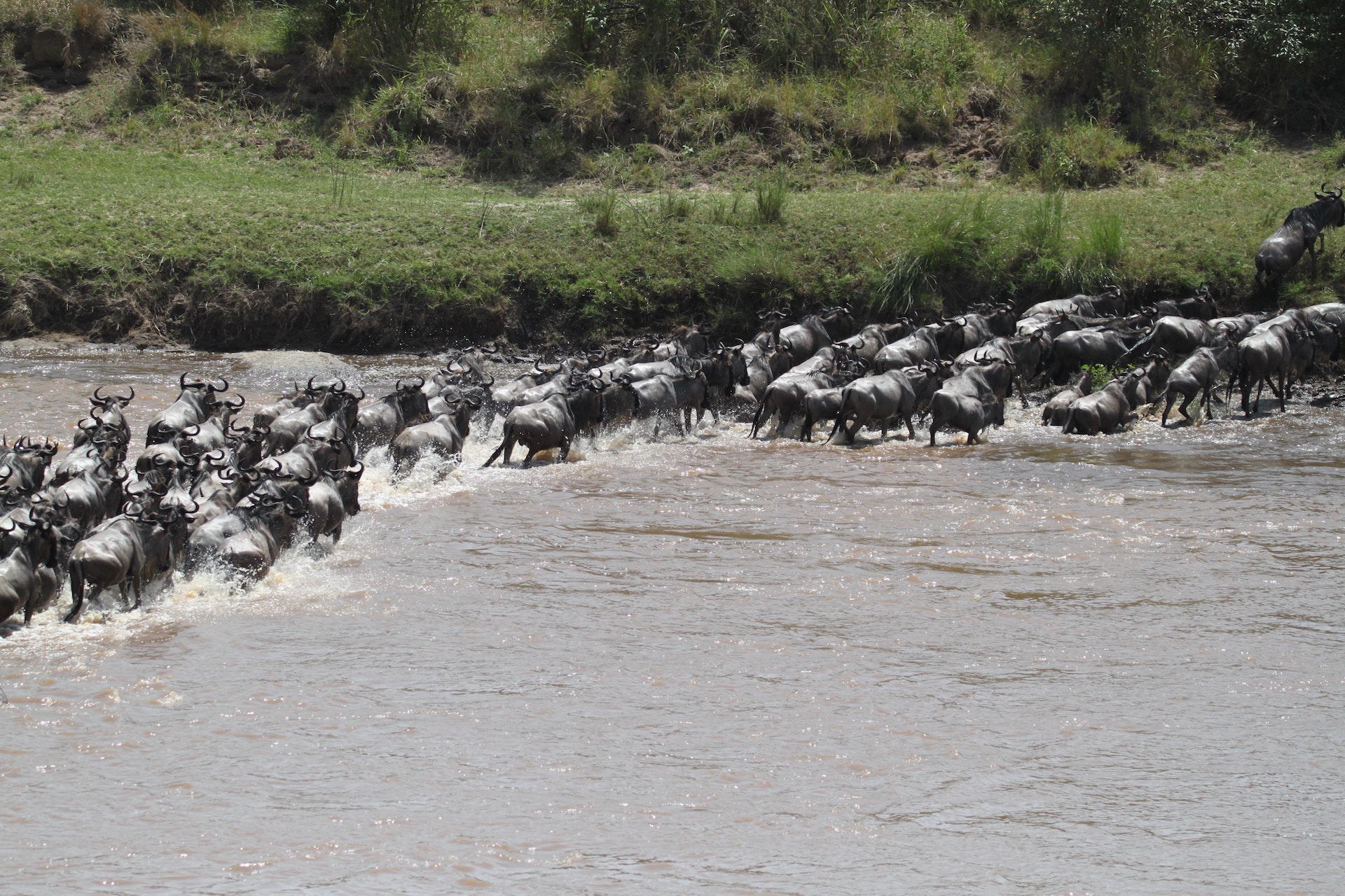 serengeti migration