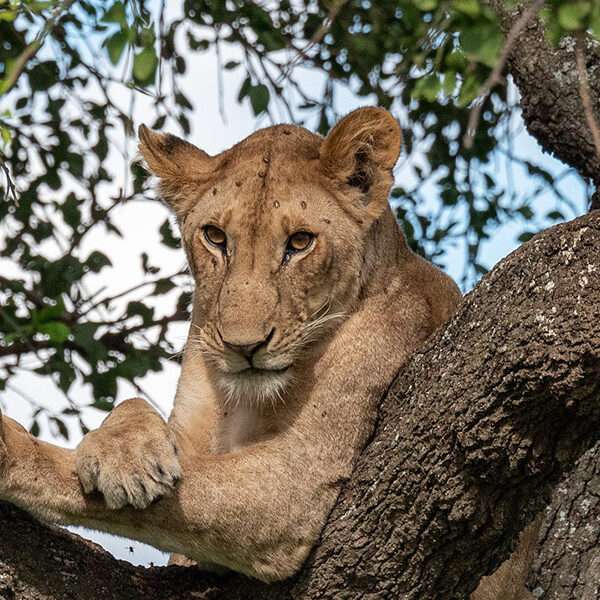 3-Day Private Budget Safari -4