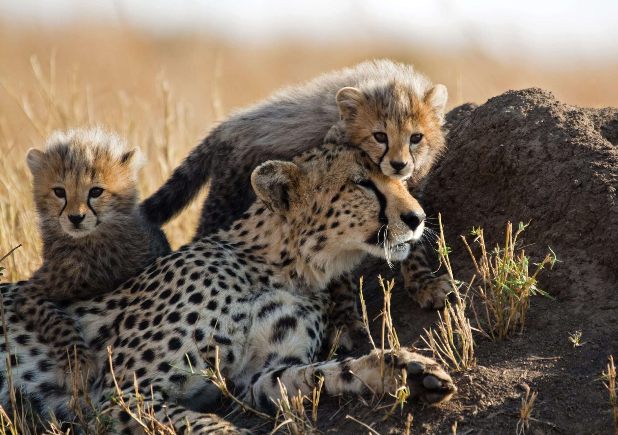 Safari's <br>   hot deals