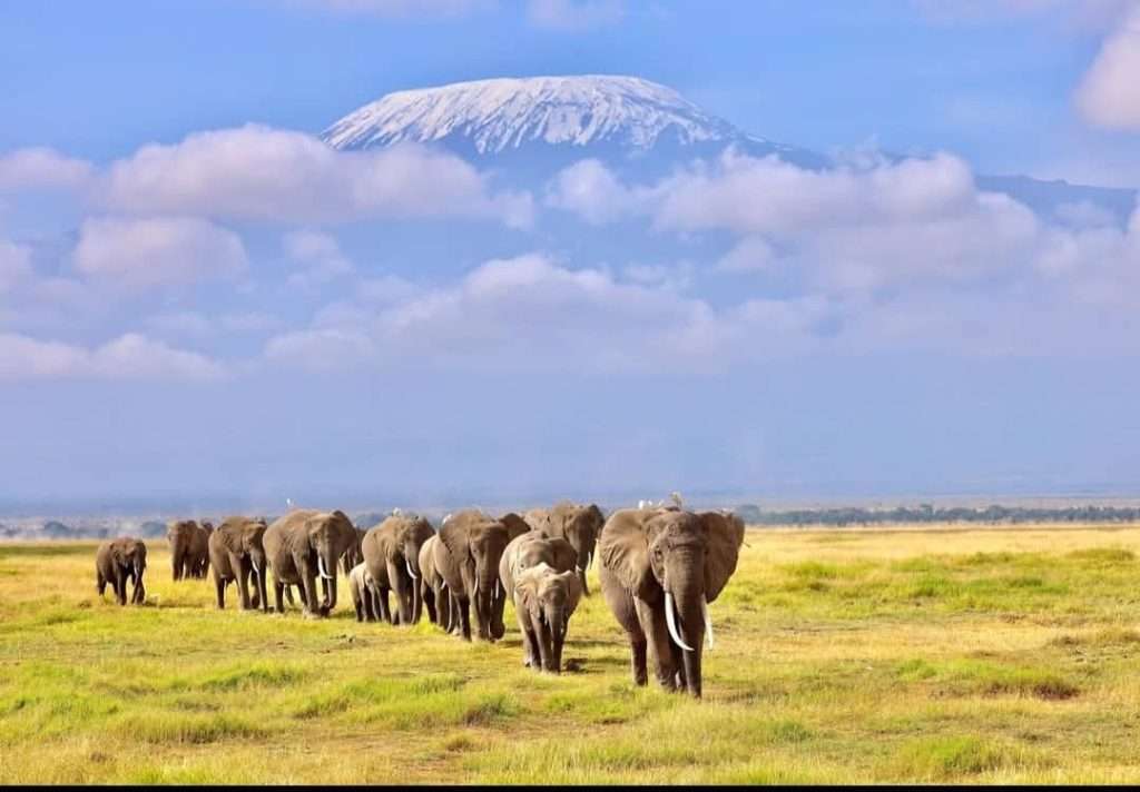 BASIC GUIDE TO SAFARI IN TANZANIA AND KILIMANJARO
