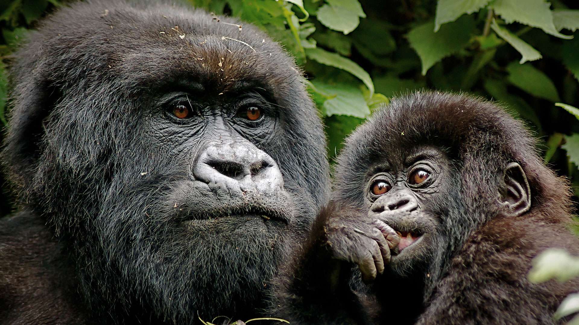 UGANDA